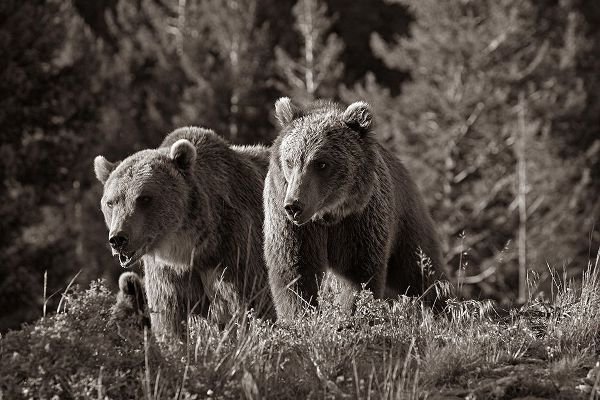 Grizzly bear cubs Sepia