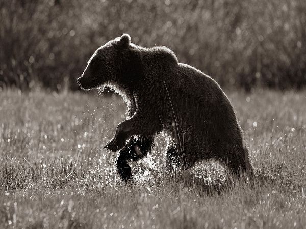 Grizzly bear Sepia