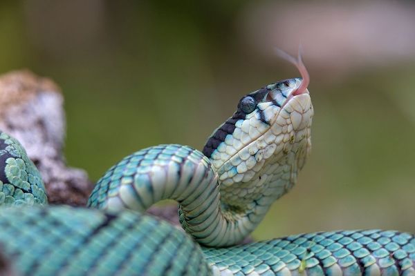 Green pit viper snake