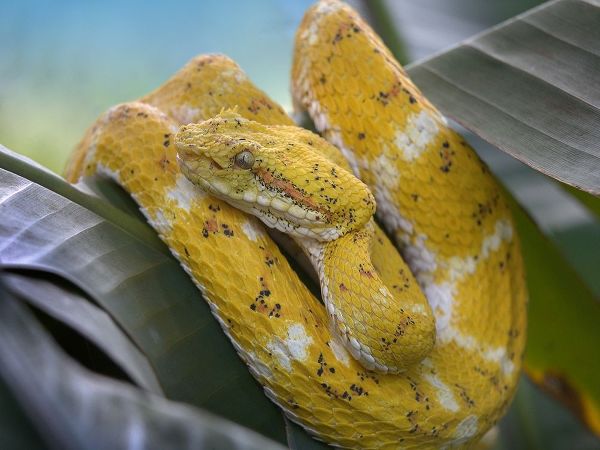 Yellow eyelash pit viper snake