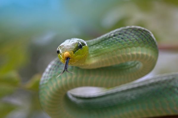 Red-tailed green rat snake