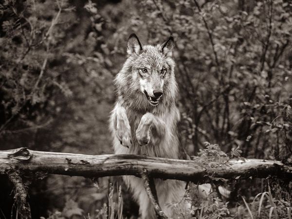 Gray wolf Sepia