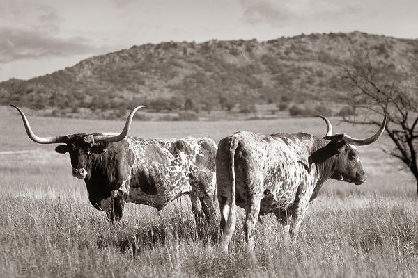 Longhorn cattle Sepia