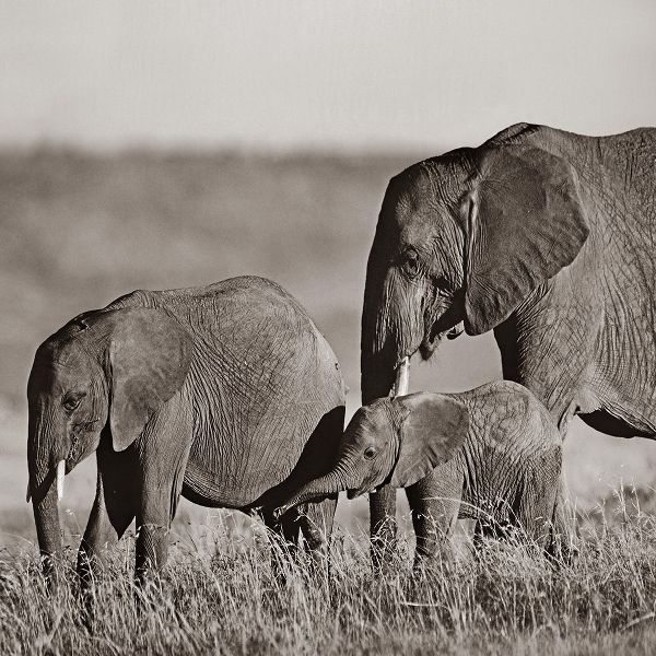 African elephants-Masai National Reserve-Kenya Sepia