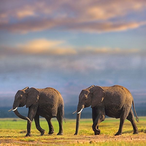 African elephants-Amboseli National Park-Kenya