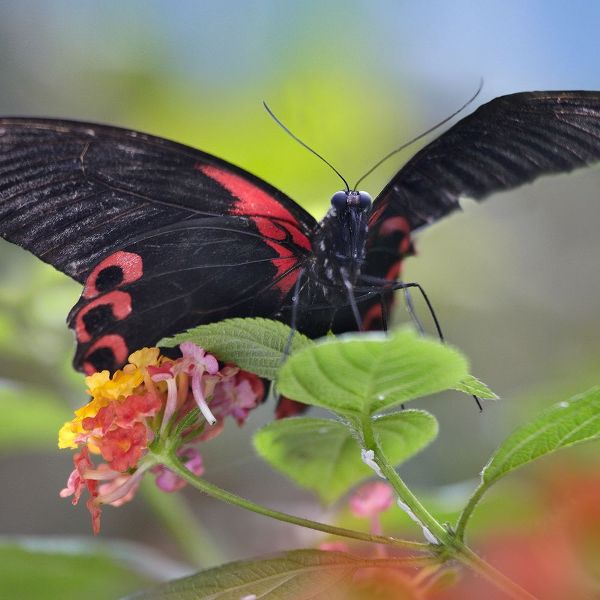 Buongon sailor butterfly-Papilio rumanzobia