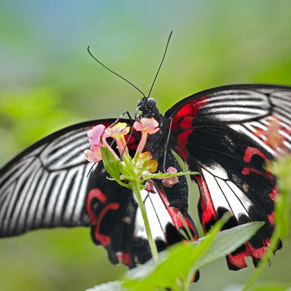Citrus swallowtail butterfly-Papilio alphenor