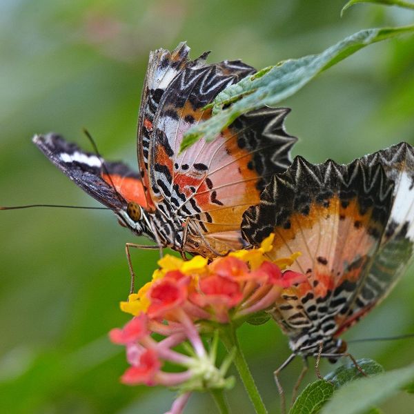 Cethosia luzonica butterflies
