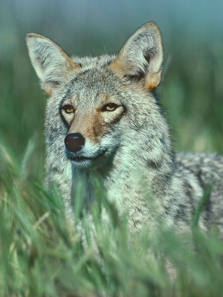 Coyote Grass