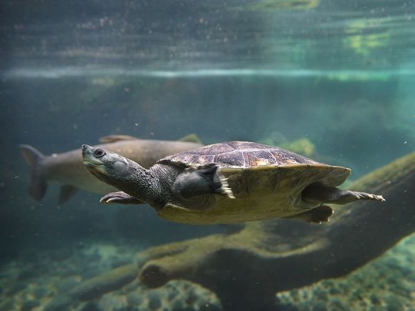 Malaysian pond turtle