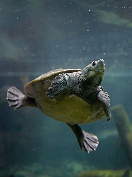 Malaysian pond turtle