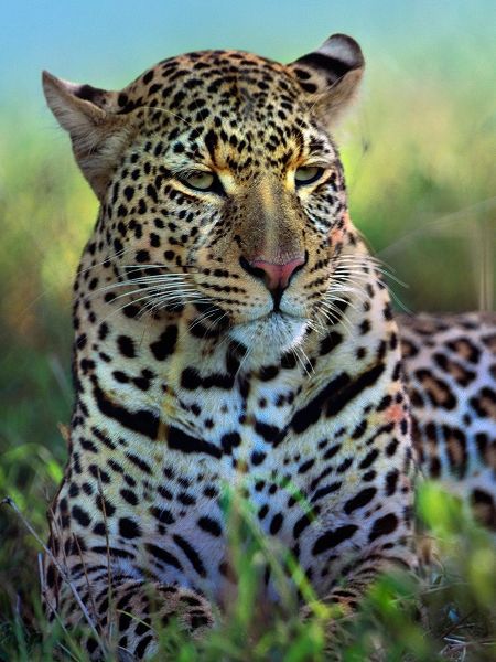 Leopard-Masai Mara Reserve-Kenya