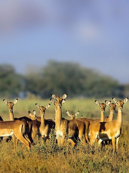 Impala herd-Amboseli National Park-Kenya