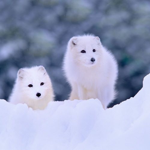 Arctic fox-Churchill-Manitoba