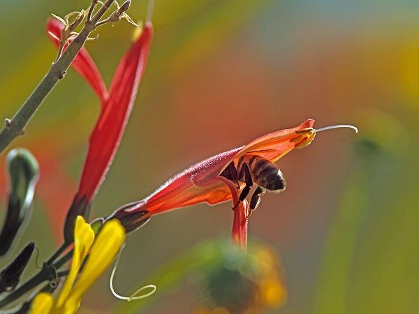 Honey Bee in chuparosa