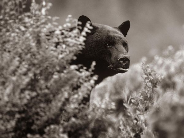Black bear in underbrush Sepia