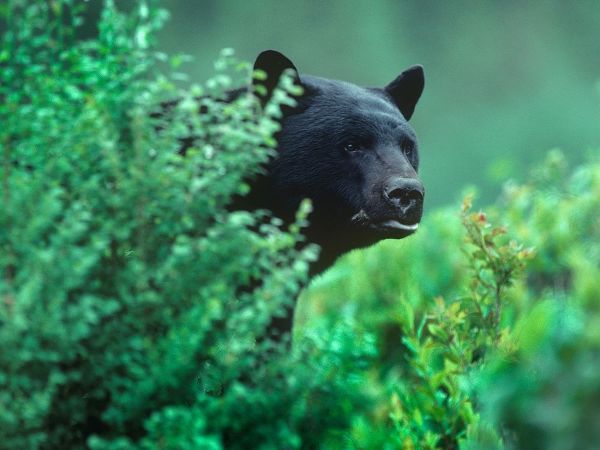 Black bear in underbrush