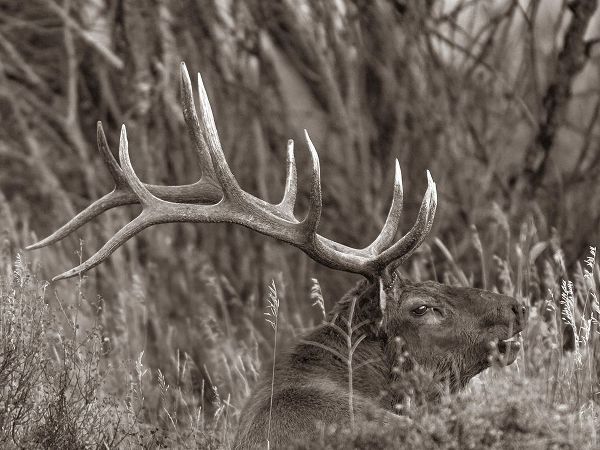 Bull elk-Colorado Sepia