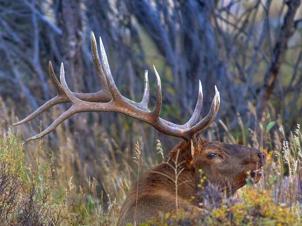 Bull elk-Colorado