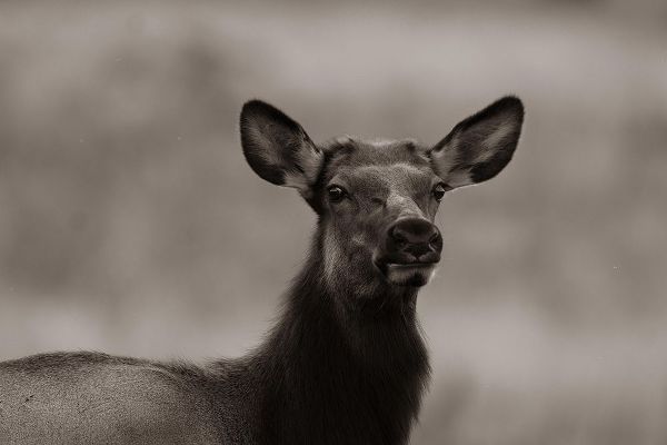 Female elk-Colorado Sepia