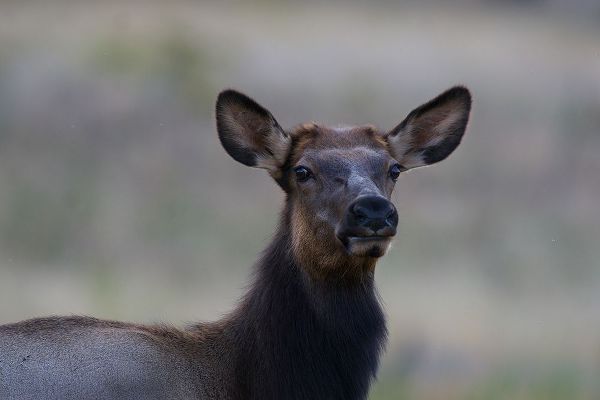 Female elk-Colorado