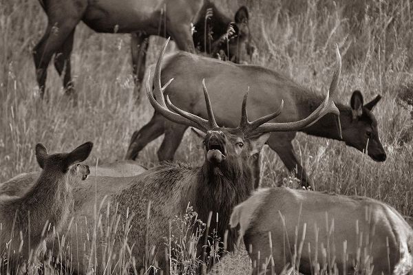 Bull elk bugling with harem-Colorado Sepia