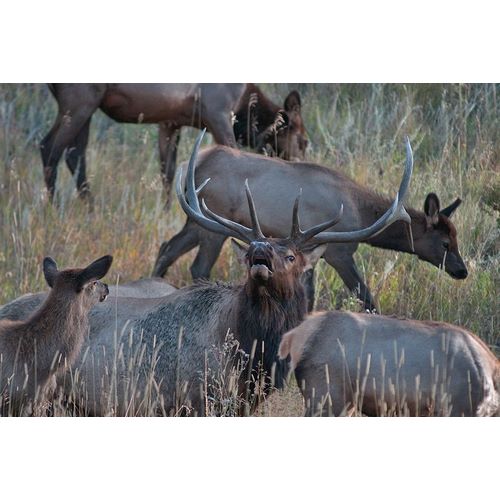 Bull elk bugling with harem-Colorado