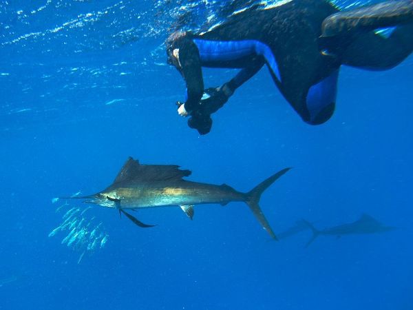 Sailfish-diver and sardines-Isla Mujeres-Mexico