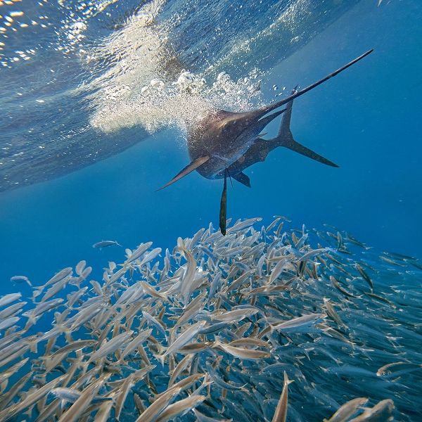 Sailfish and sardines-Isla Mujeres-Mexico