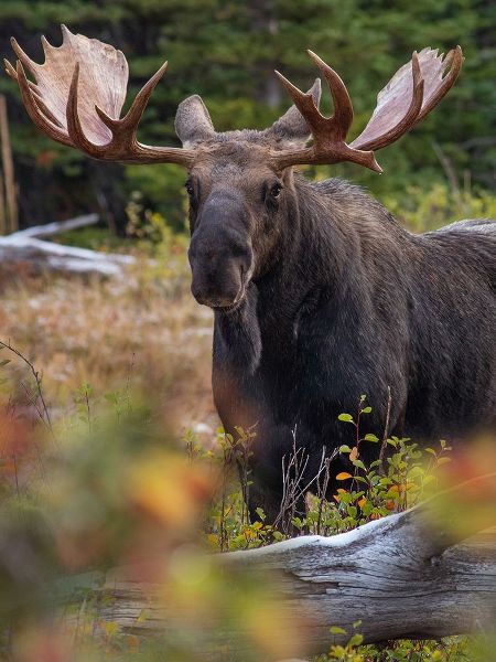 Bull moose-Glacier National Park-Montana,