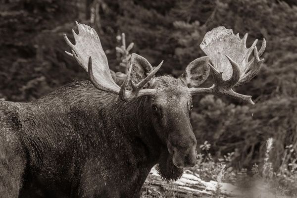 Bull moose-Rocky Mountains Glacier National Park-Montana