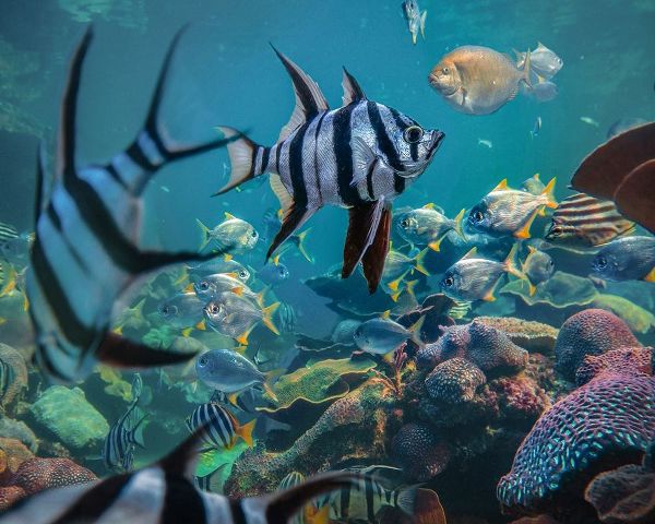 Angel fish and fusiliers-Perth Aquarium-Australia