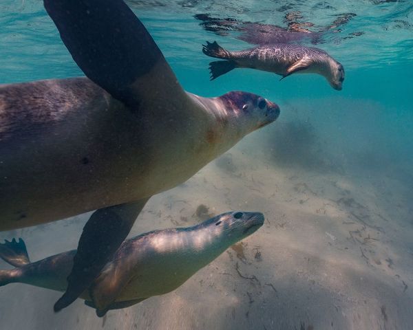 Australian sea lion-Jurien Bay-Australia