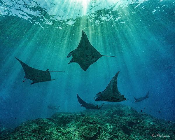 Reef manta rays-Penida Island-Indonesia