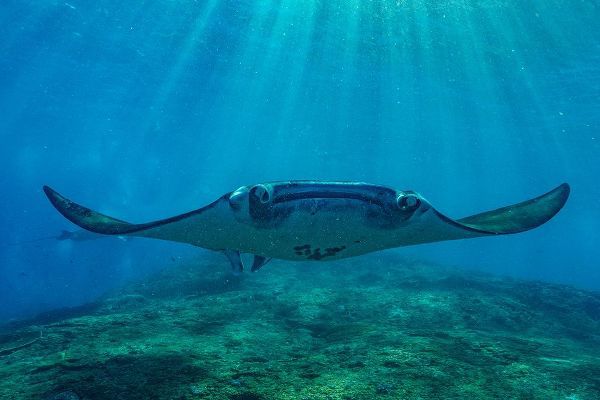 Reef manta rays-Penida Island-Indonesia