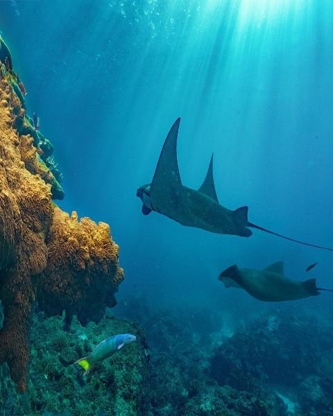 Reef manta rays and moon wrasse-Penida Island-Indonesia