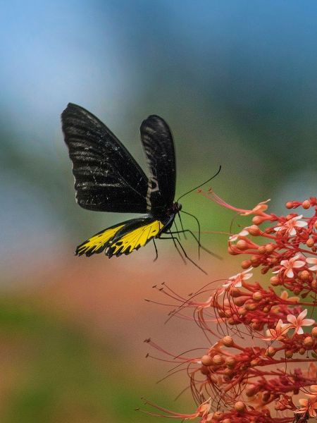 Birdwing butterfly Indonesia