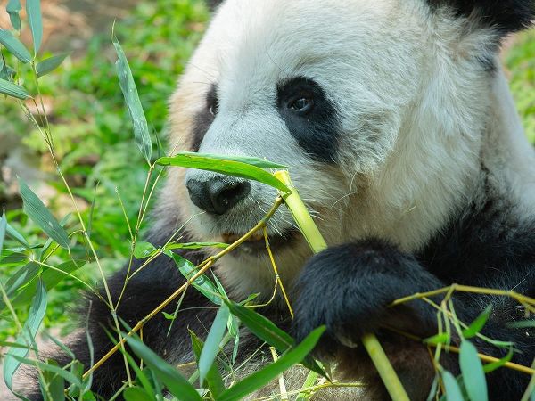 Panda eating bamboo