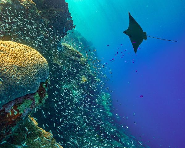 Spotted Eagle Ray with brain coral