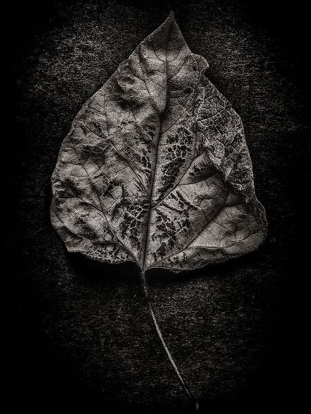 Leaves No 1 Black and White