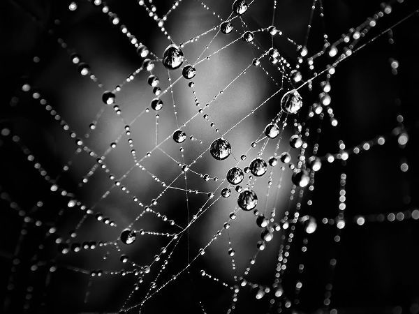 Spiderweb No 3