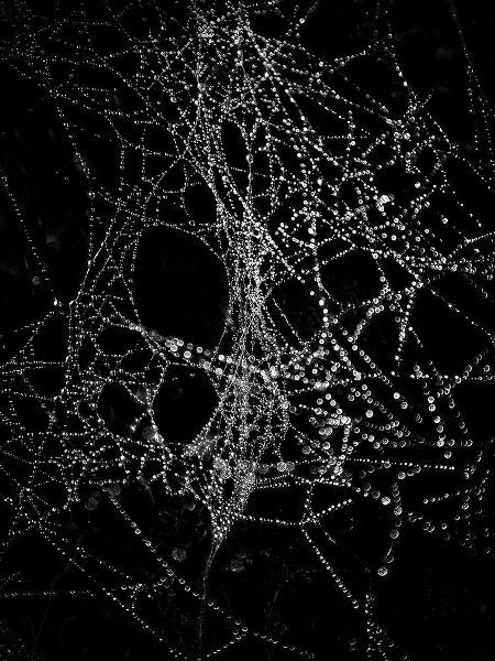 Spiderweb No 4