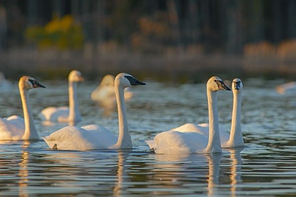 Trumpeter Swans-Magness Lake-Arkansas