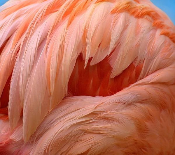 Caribbean Greater Flamingo