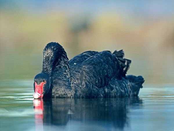 Black Swan Sipping Water