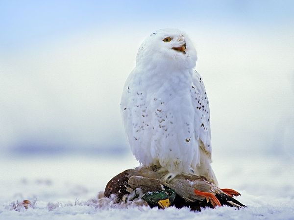 Snowy Owl with Mallard