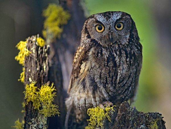 Western Screech Owl II