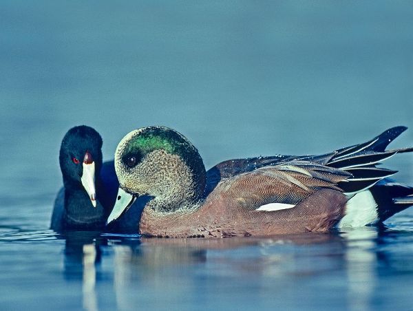 Coot Hoping to Share Food with American Widgeon Drake