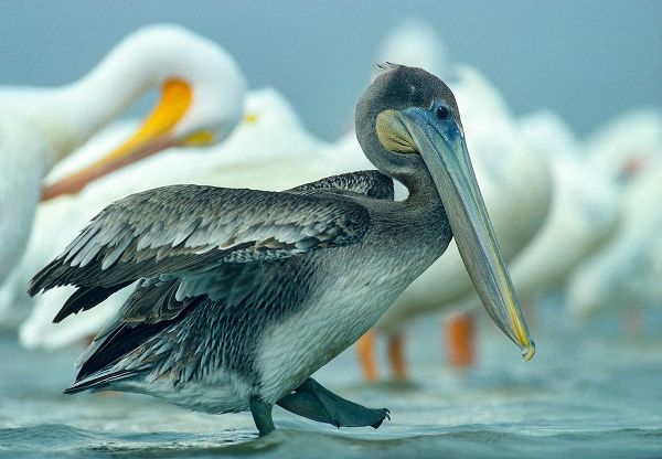 Brown Pelican with White Pelicans
