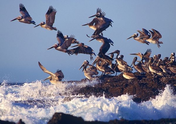 Brown Pelicans on Rock
